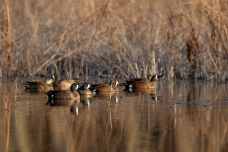 Blue-winged teal