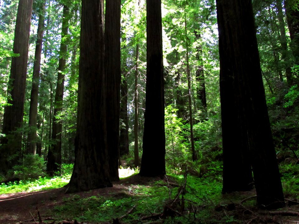 Avenue of the Giants at Redwoods in California