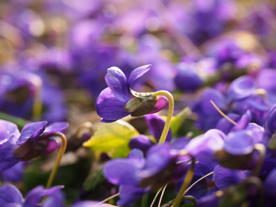 Blossom bloom viola odorata