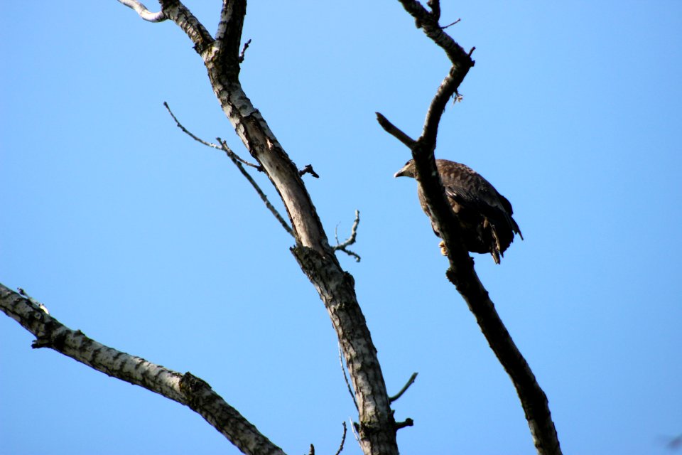 Juvenile Bald Eagle