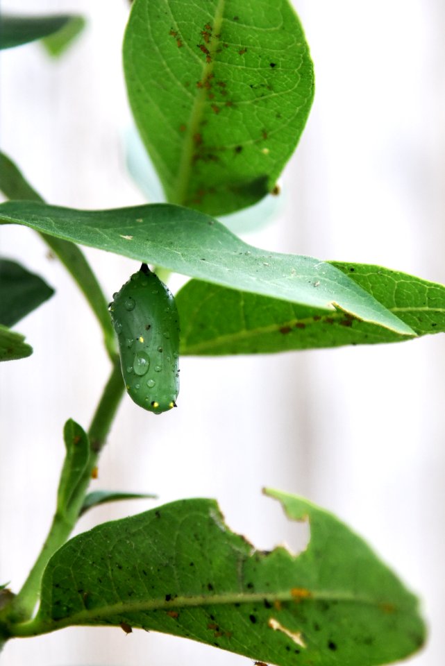 Monarch chrysalis on common milkweed (day 5)