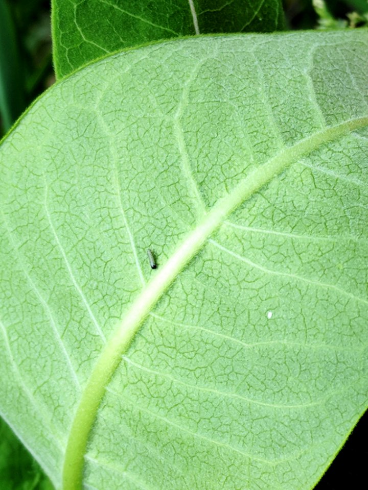 Monarch Caterpillar on Common Milkweed