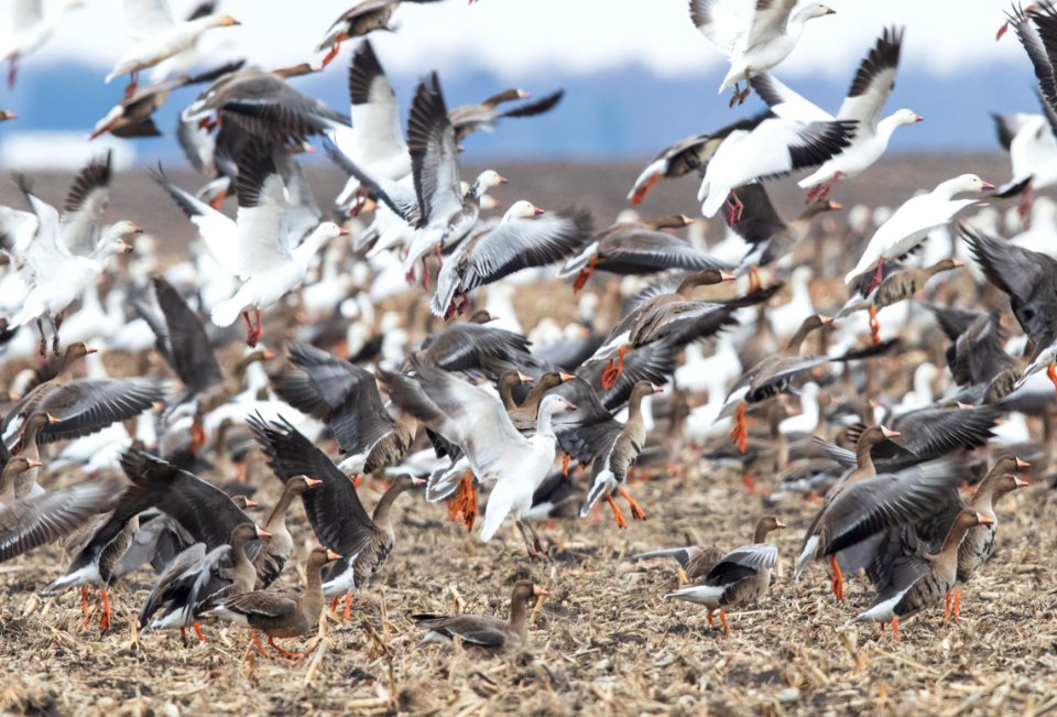 White-fronted geese and snow geese taking flight