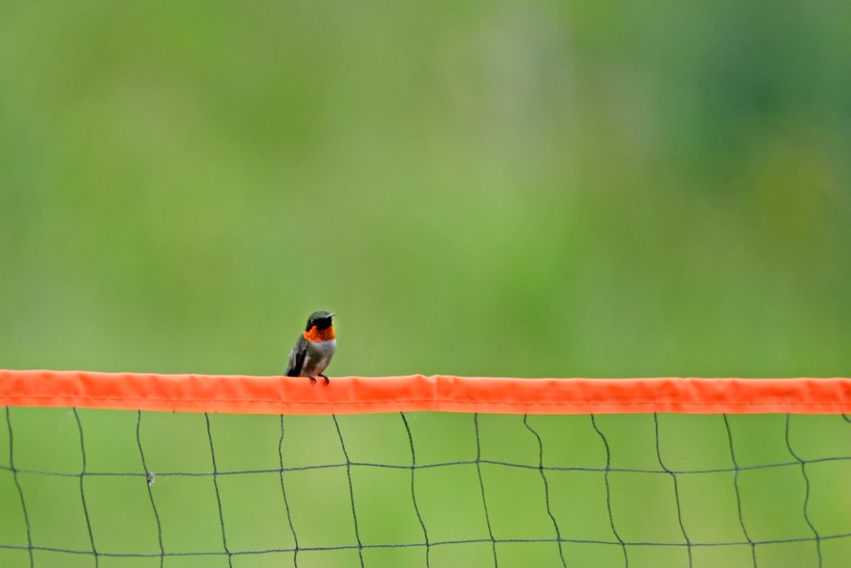 Ruby-throated hummingbird