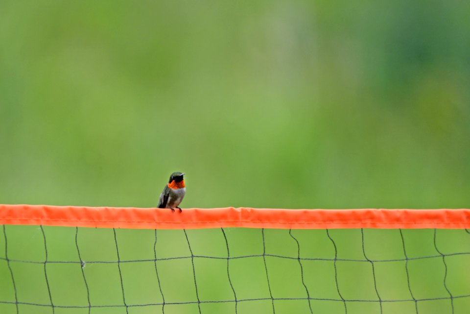 Ruby-throated hummingbird photo