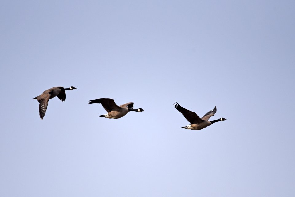 Canada geese in flight