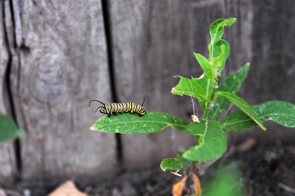 Monarch caterpillar on common milkweed photo