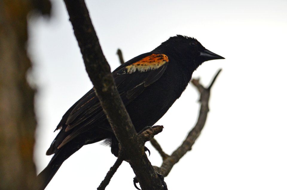 Red-winged Blackbird