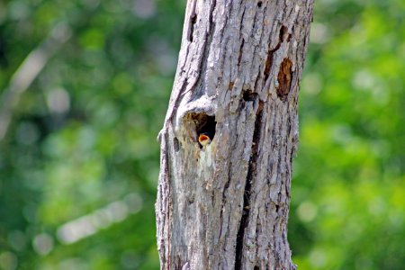 Young Tree Swallow photo