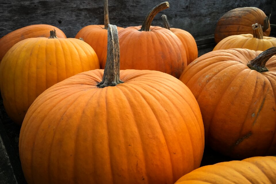 Fall orange seasonal