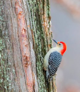 Red-bellied woodpecker photo