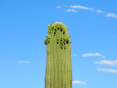 Sonoran Desert NM in AZ