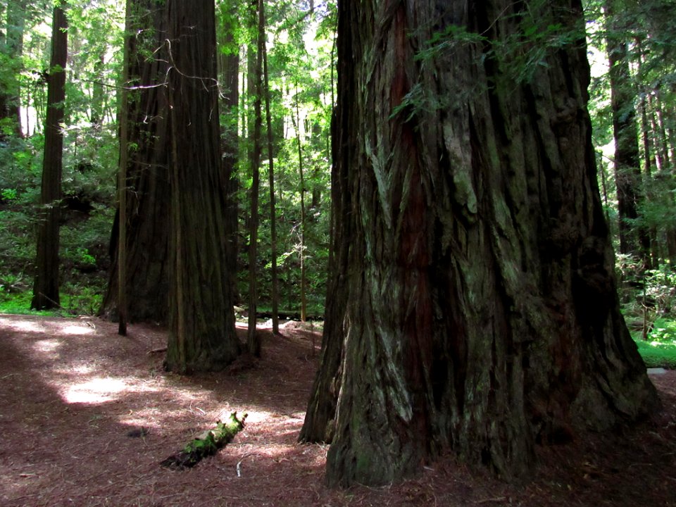 Avenue of the Giants at Redwoods in California