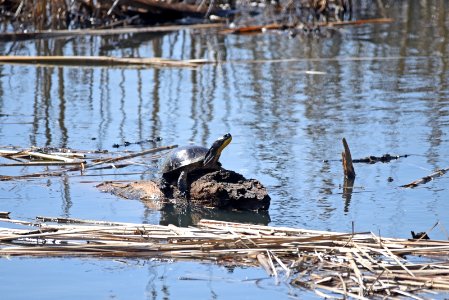 Blanding's turtle photo