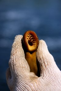 Sea Lamprey Mouth photo
