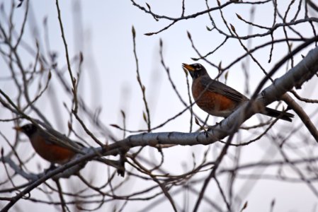 American robins in a tree