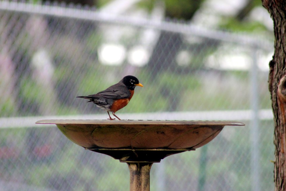 American Robin photo