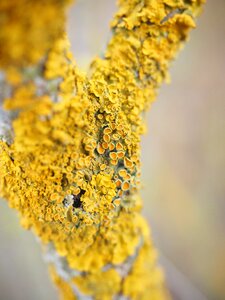 Lichen branch xanthoria parietina photo