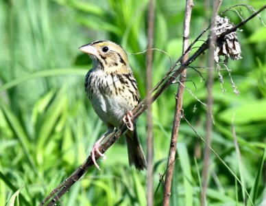 Henslow's sparrow