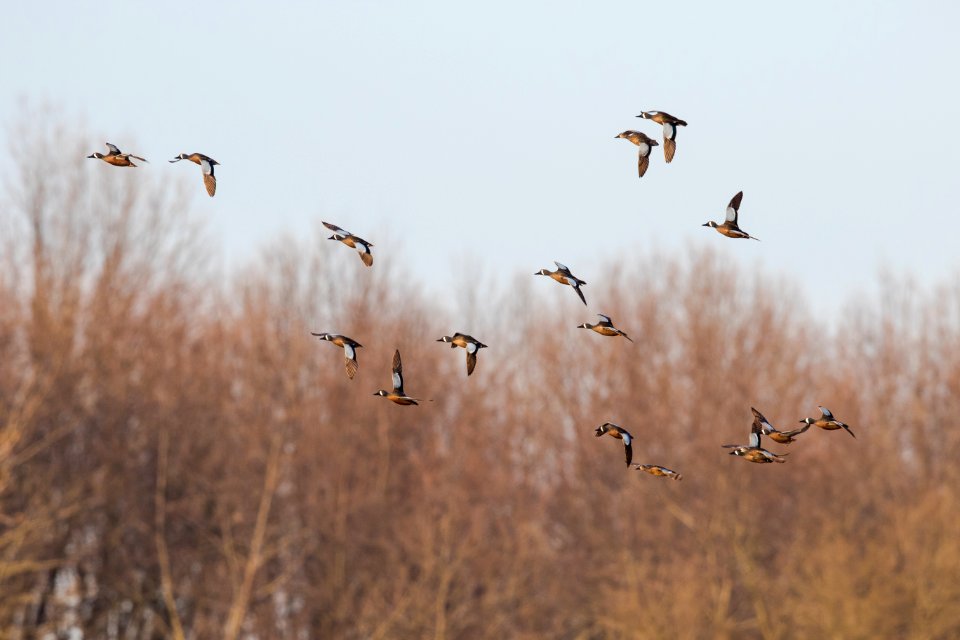 Blue-winged teal in flight