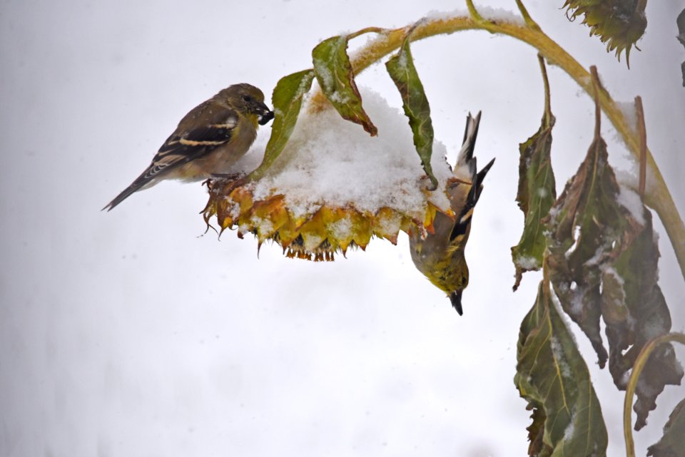 American goldfinch pair