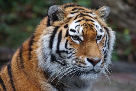 Zoo predator amurtiger