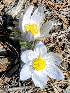 Pasque Flower in Bloom photo