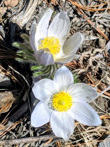 Pasque Flower in Bloom