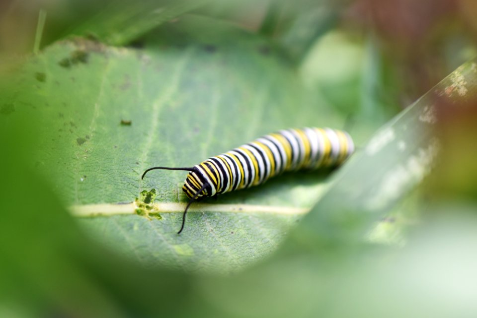 Monarch Caterpillar on Common Milkweed