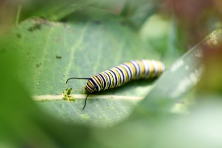 Monarch Caterpillar on Common Milkweed photo