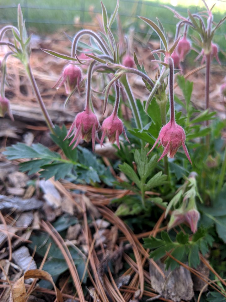 Prairie Smoke in Bloom