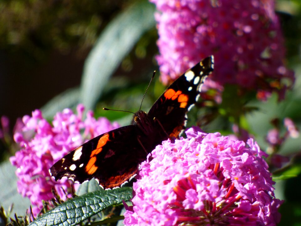Butterfly flower nature insect