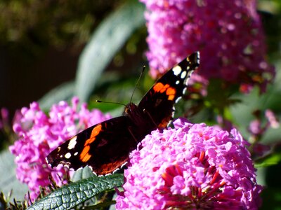 Butterfly flower nature insect photo