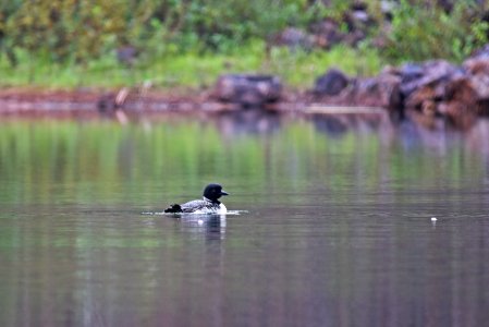 Common Loon photo