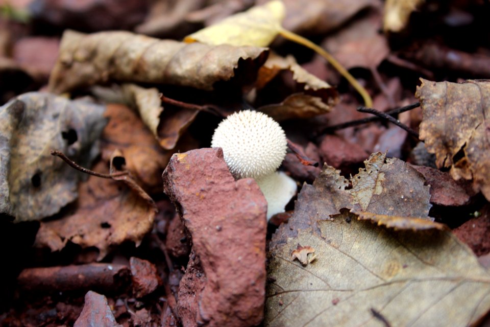 Fall Fungi