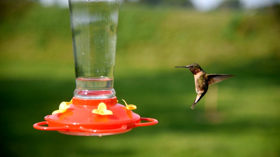 Ruby-throated hummingbird photo