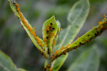 Common milkweed aphid infestation