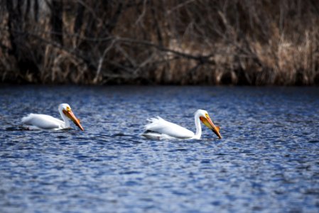 American white pelicans foraging photo