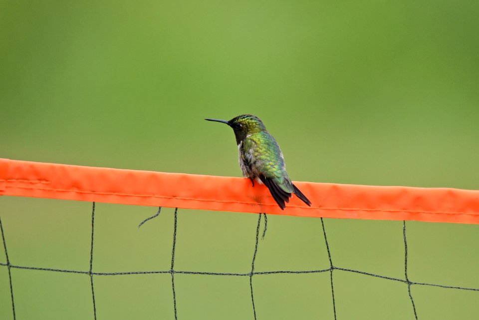 Ruby-throated hummingbird photo