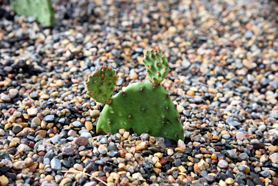 Eastern prickly pear cactus