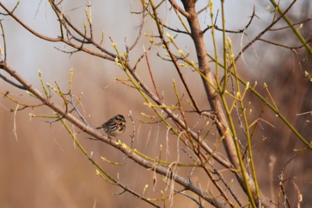 Song sparrow in a tree