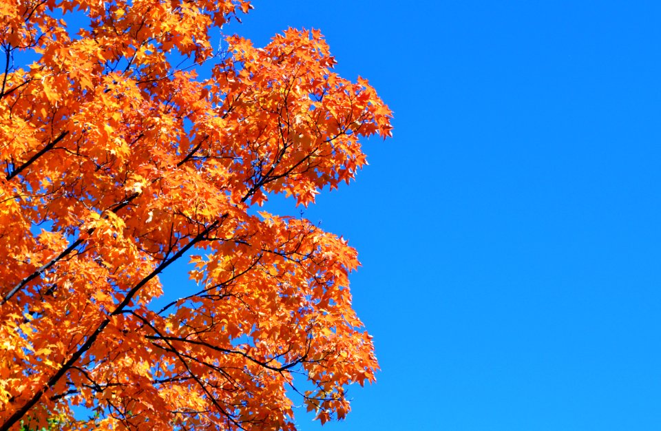 Orange and blue