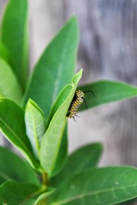 Monarch caterpillar on common milkweed photo