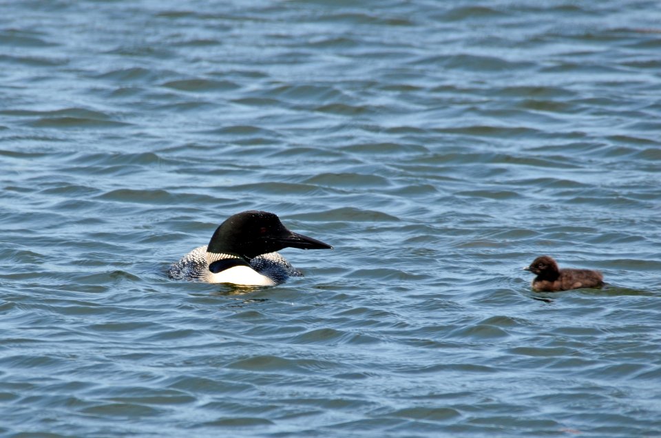 Common Loon With Chick