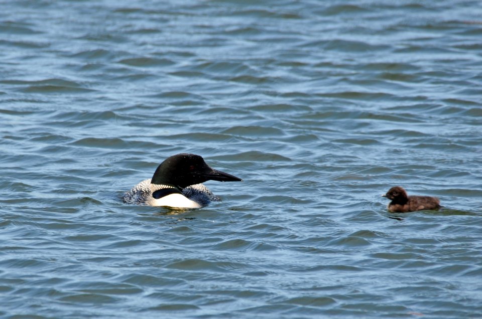 Common Loon With Chick photo