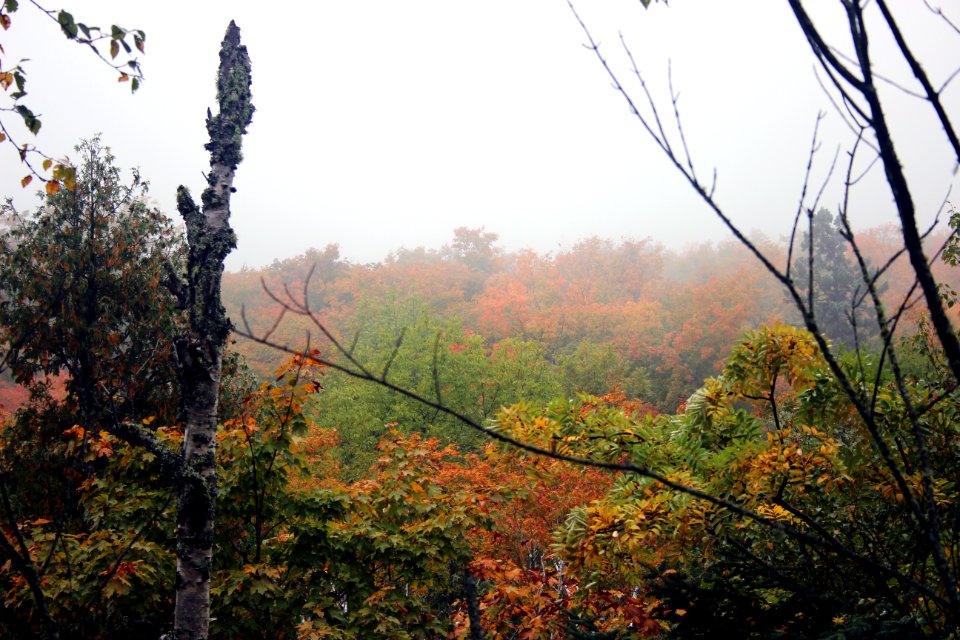 Fall Fog