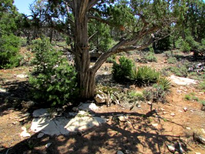 Grand Canyon NP in AZ photo