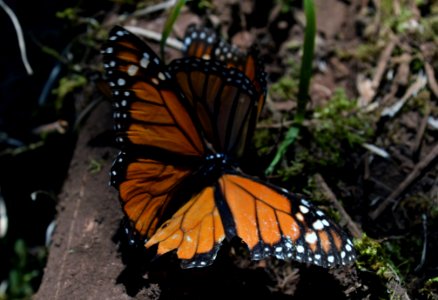 Monarchs in Mexico photo