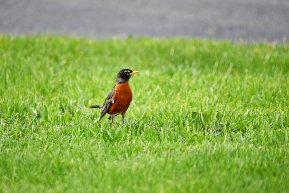 American robin searching for worms on the lawn photo