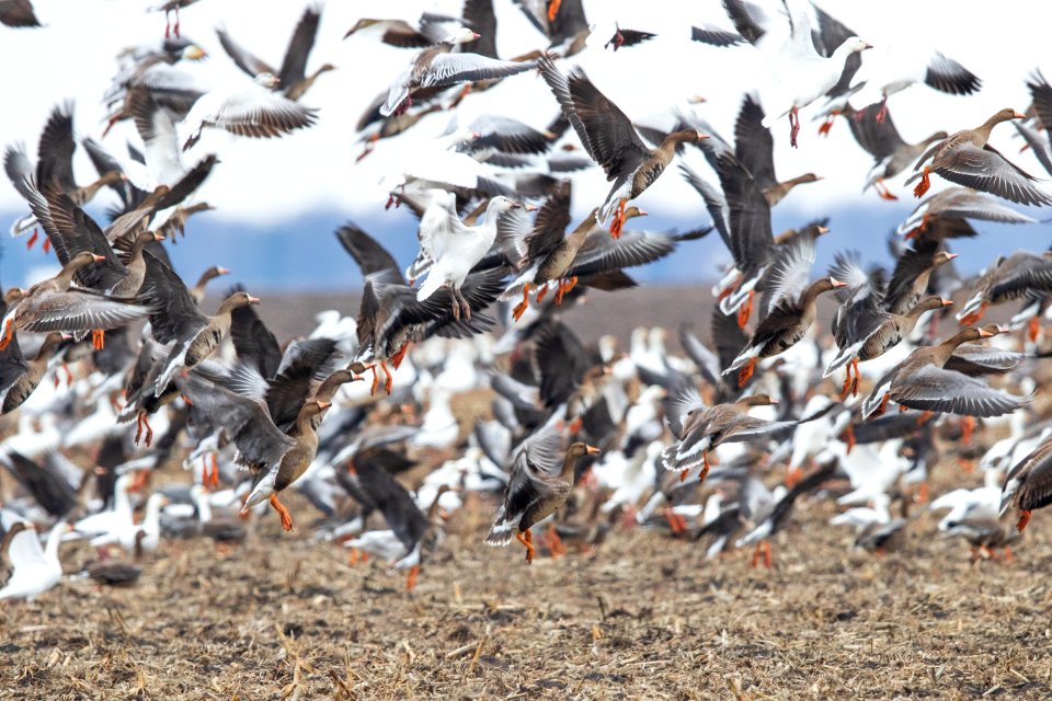White-fronted geese and snow geese taking flight